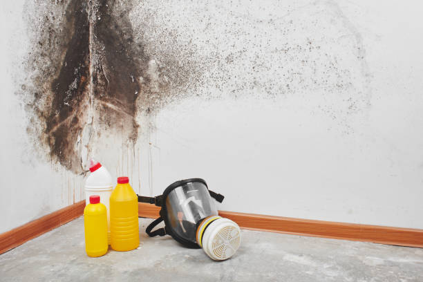 Best Bathroom Mold Remediation in Simpsonville, KY