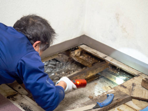 Best Residential Mold Remediation in Simpsonville, KY