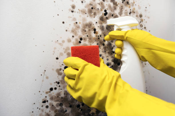 Best Black Mold Remediation in Simpsonville, KY