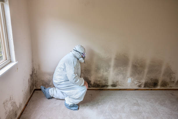 Best Post-Flood Mold Remediation in Simpsonville, KY