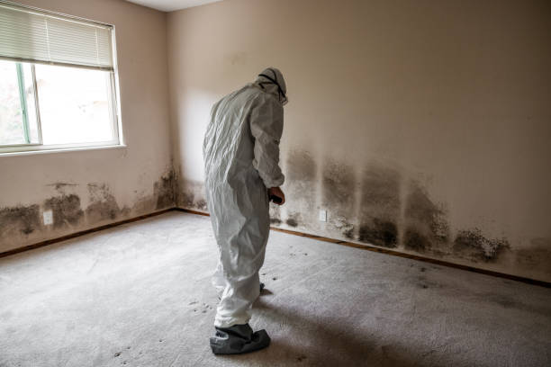 Best Residential Mold Remediation in Simpsonville, KY