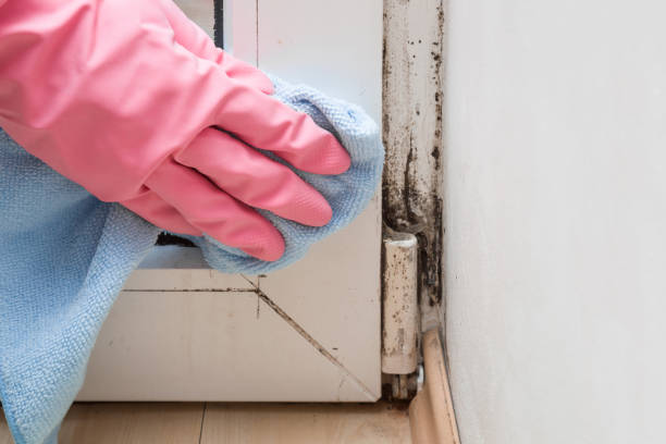 Best Insurance-Related Mold Remediation in Simpsonville, KY